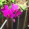 orquidea42